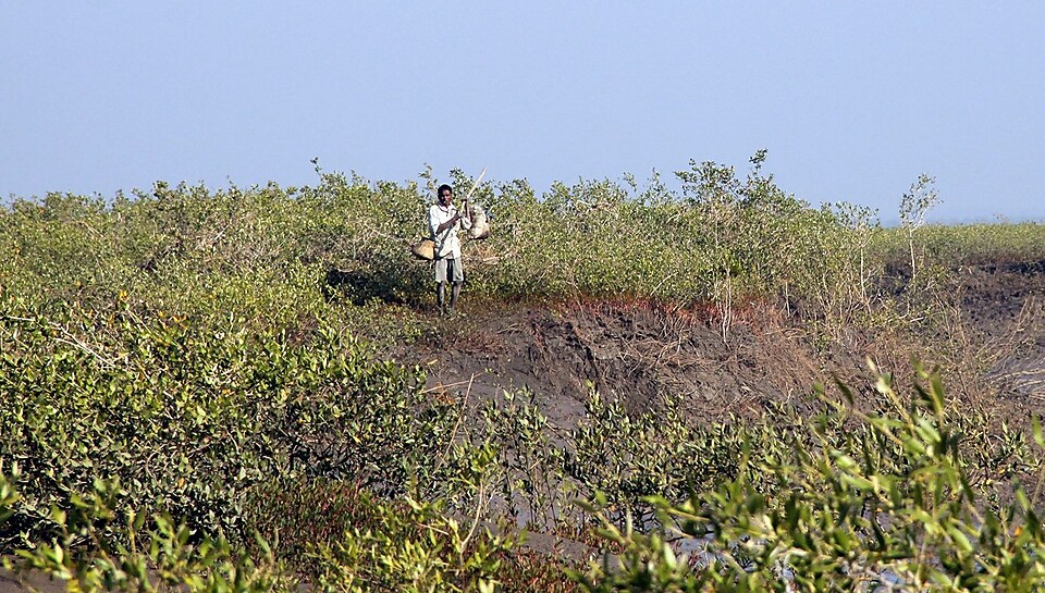 A farmer standing in the mangrove plantation