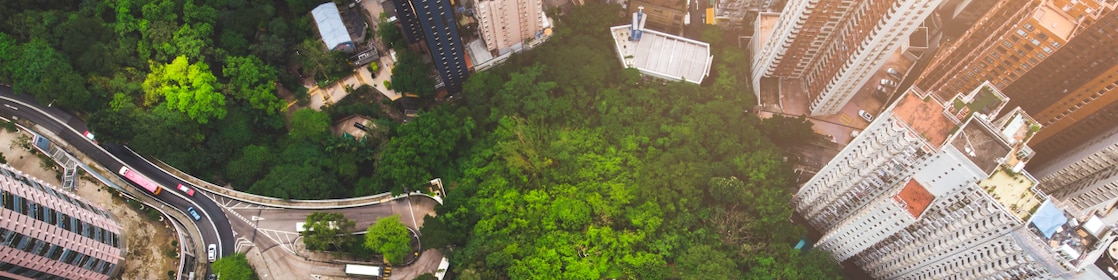Arial view of greenery along a winding road