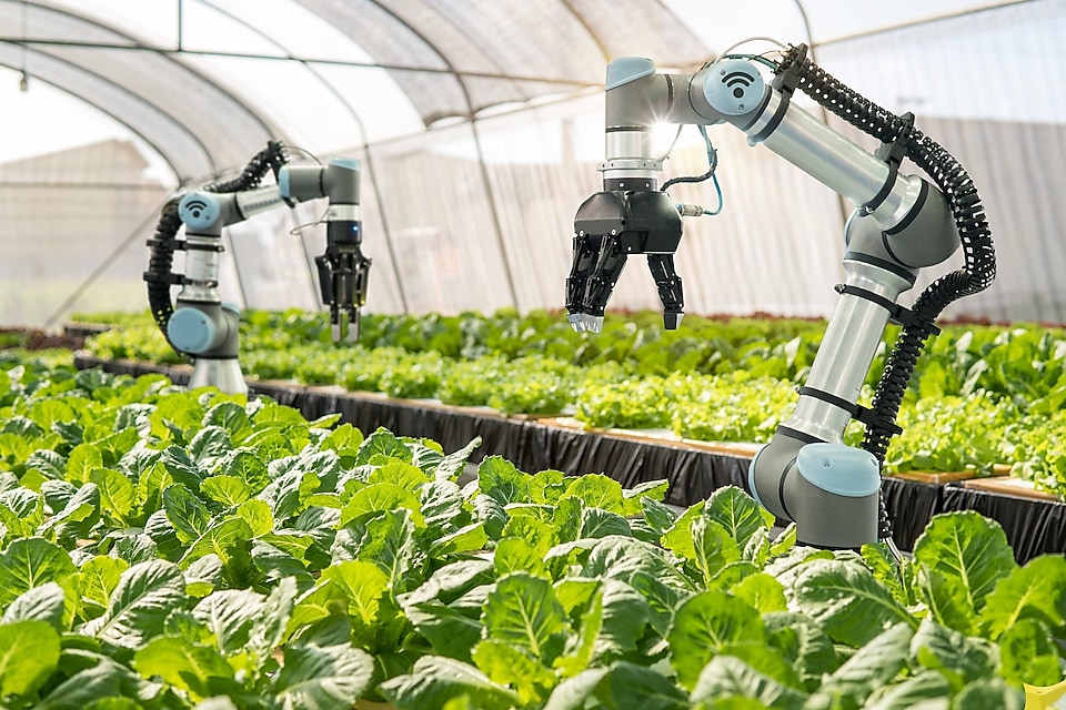 Automated vegetable farming