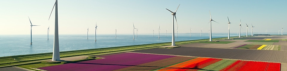 Wind turbines in a colourful red, purple, and green tulip field