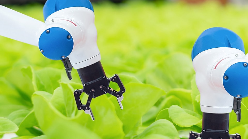Robotic arms picking green vegetables