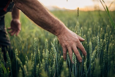 Farmer in the field
