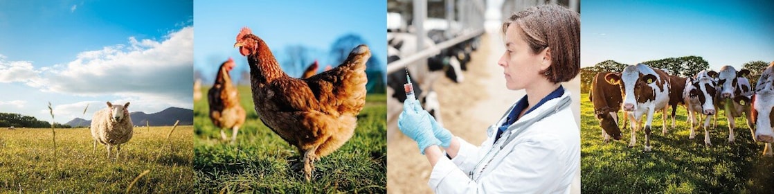 Shell ondina x as animal vaccine adjuvant