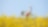 A young woman rides a bicycle through a summer field