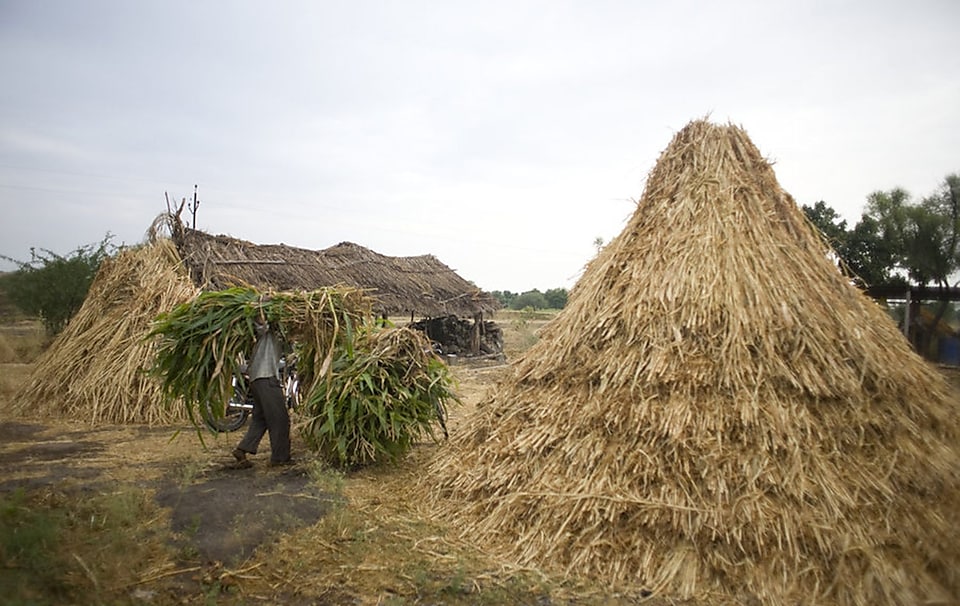 A man unloading plants from his motorbike