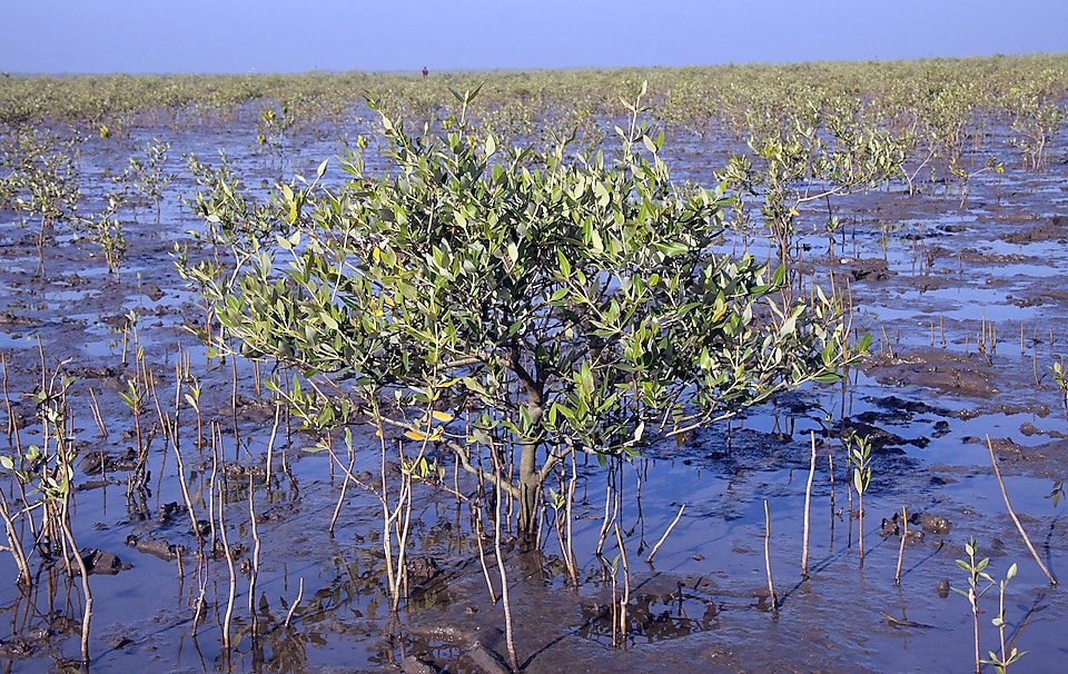 Mangrove fields
